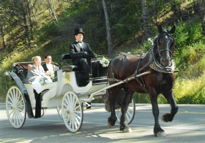 Horse-drawn carriage with bride and groom